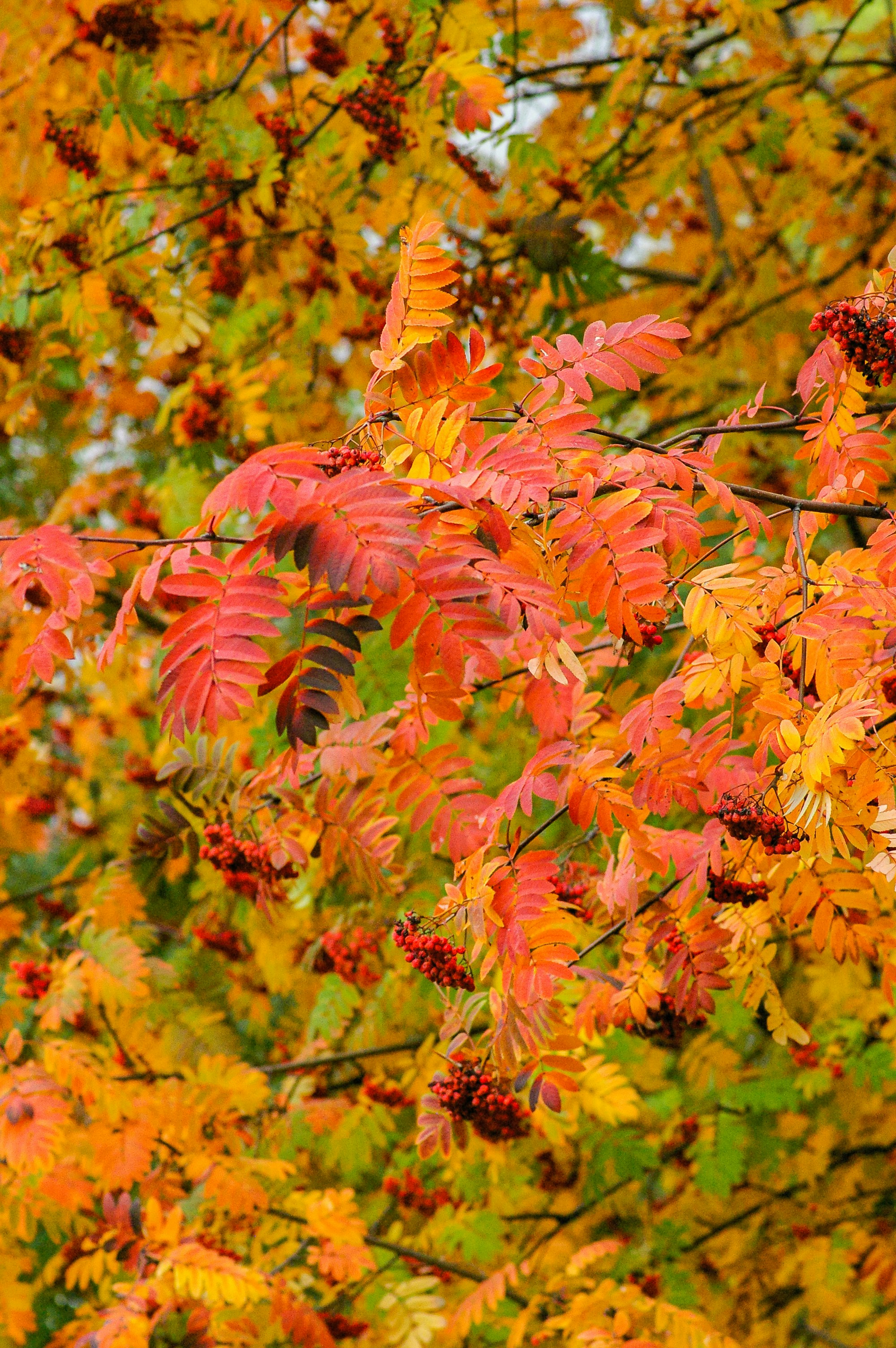 brown and green leaves during daytime