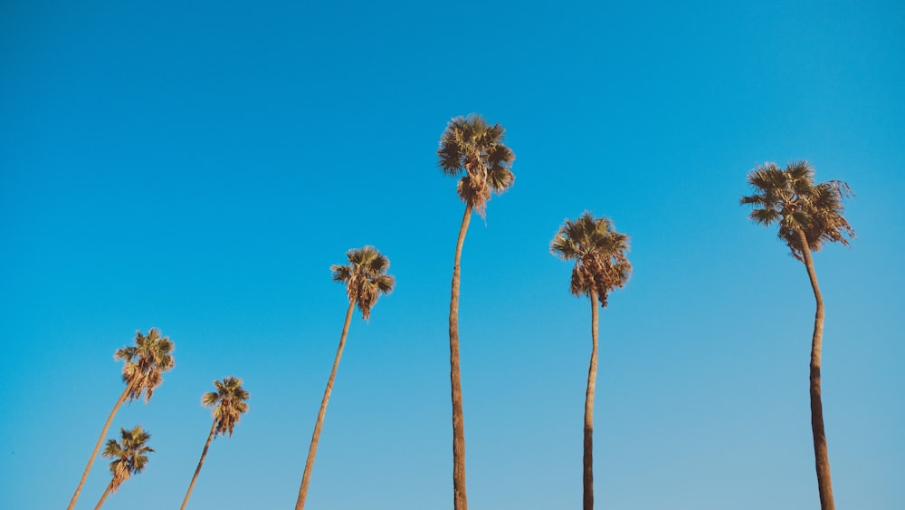 palme marroni e verdi sotto il cielo blu durante il giorno