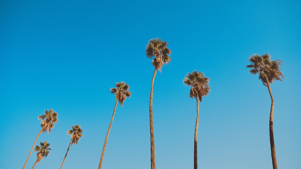 palmiers bruns et verts sous le ciel bleu pendant la journée