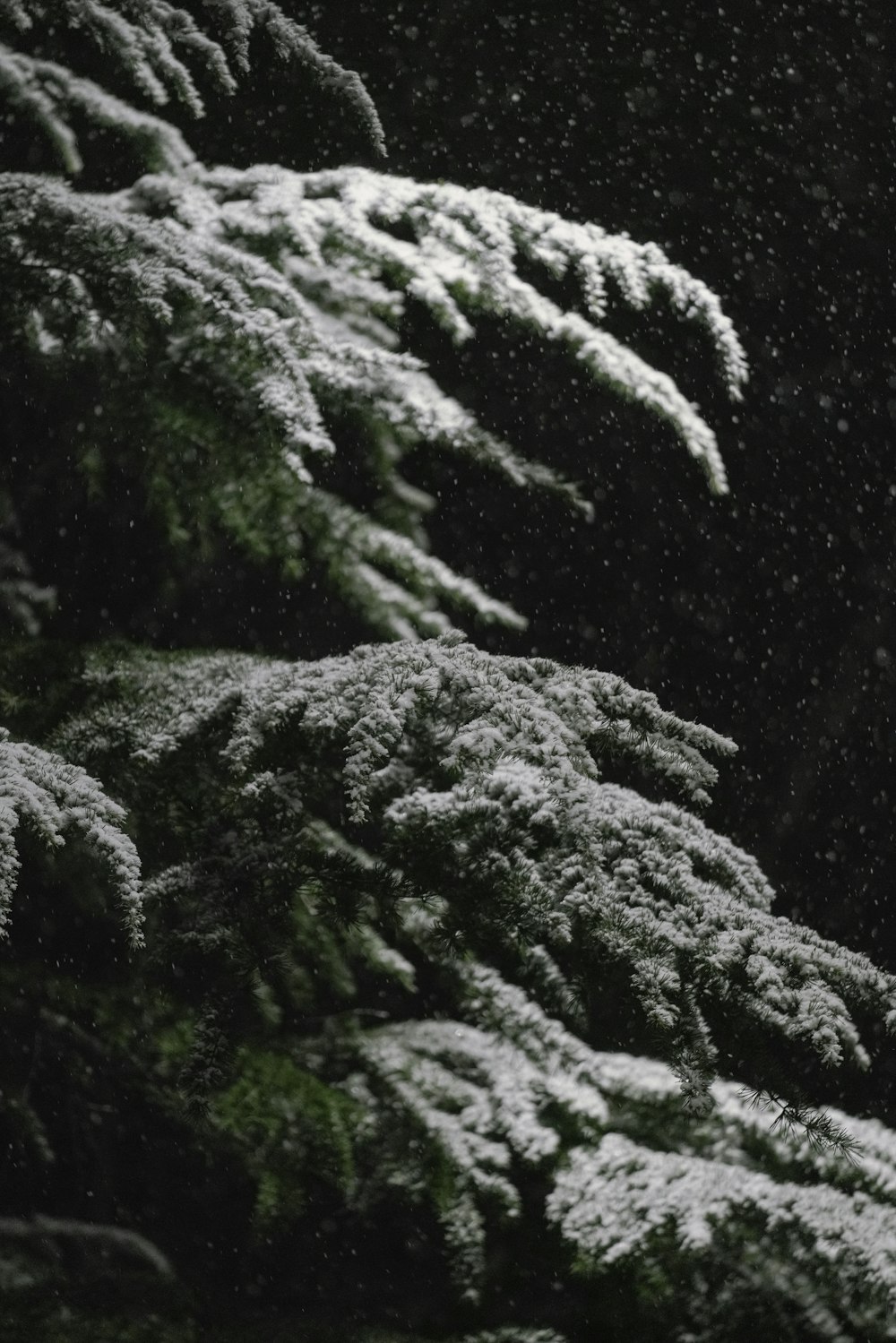 green pine tree covered with snow