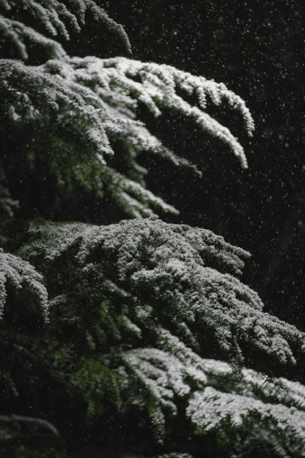 pino verde coperto di neve