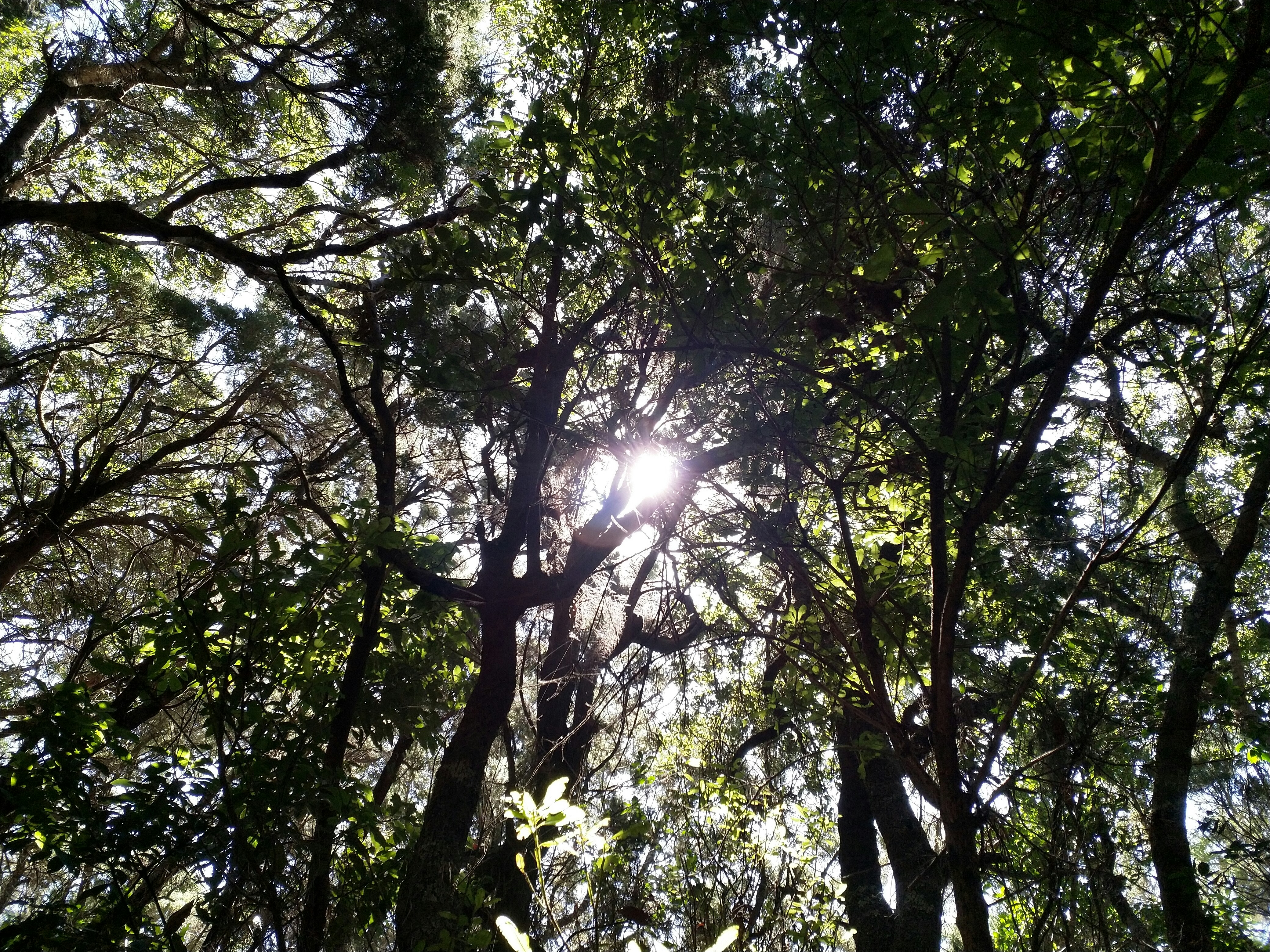 Sunlight filtering through ancient trees where a guardaparque records wildlife signs.