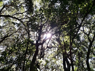 Sunlight filtering through ancient trees where a guardaparque records wildlife signs.