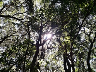 Sunlight filtering through ancient trees where a guardaparque records wildlife signs.