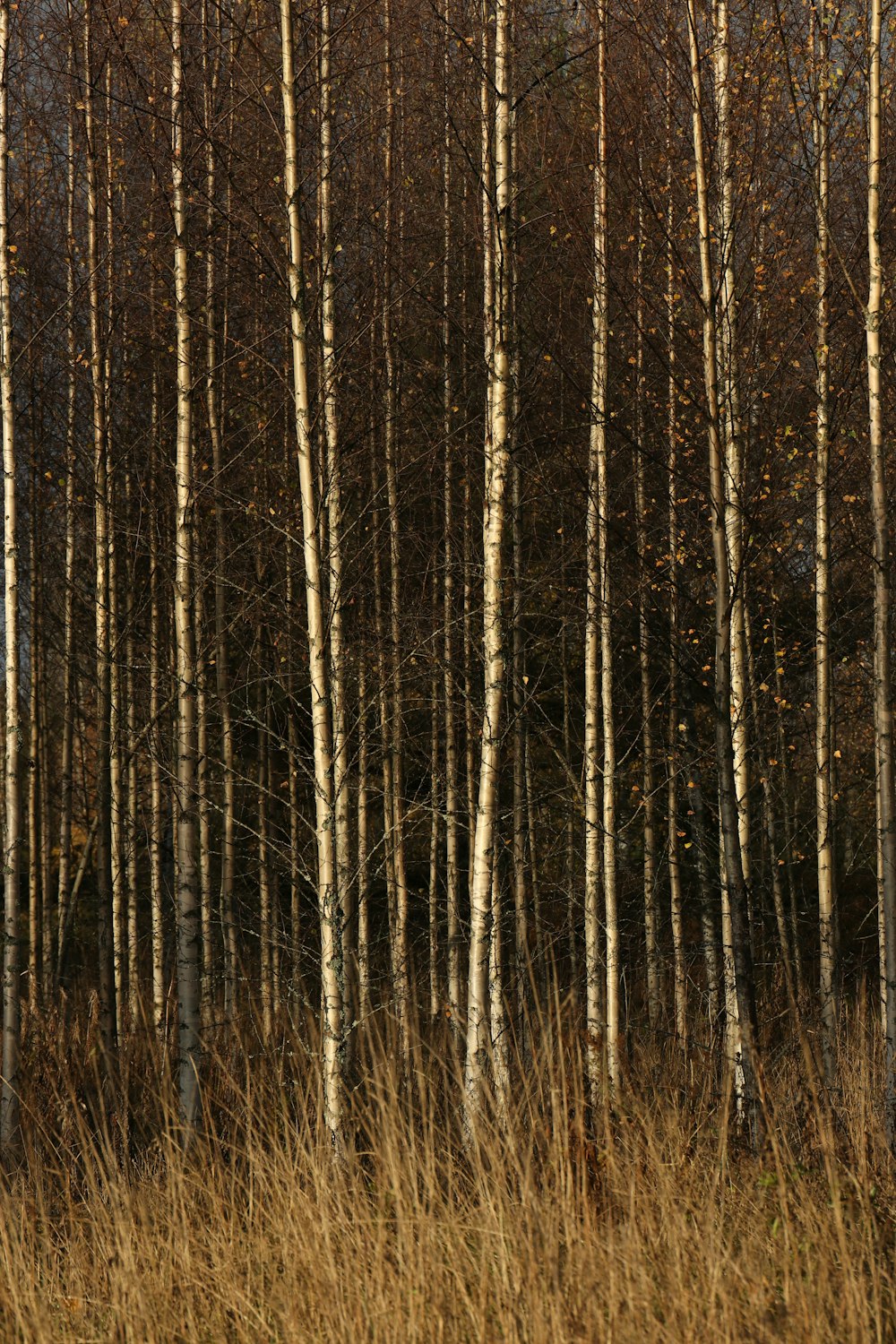 clôture en bois marron et noir