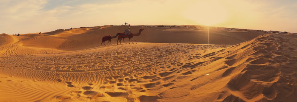 낮에 갈색 모래 위에서 낙타를 타는 사람들