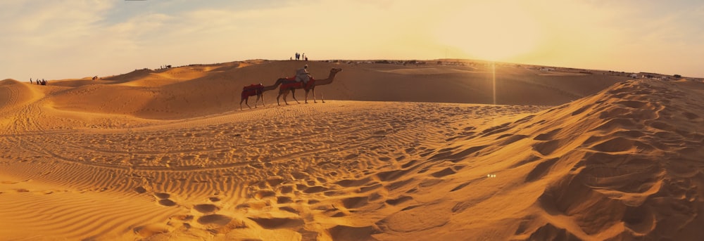 people riding camel on brown sand during daytime