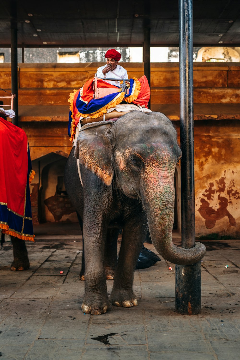 man in red and white shirt riding elephant