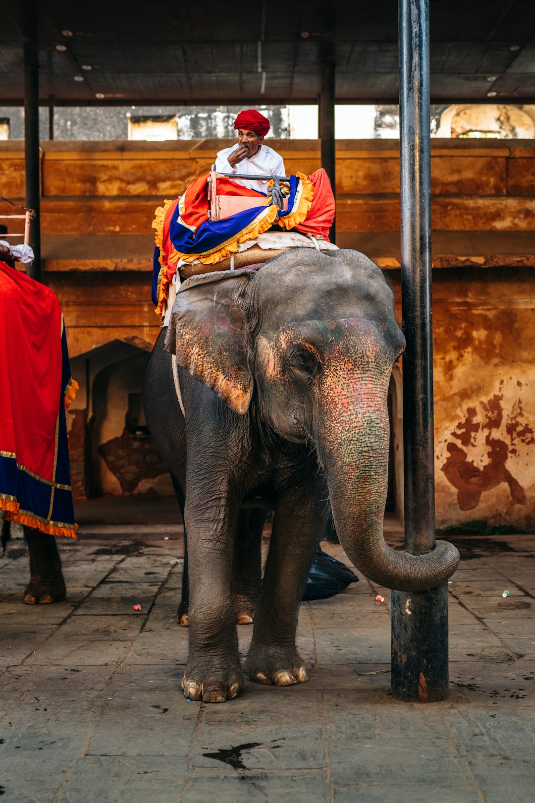 man in red and white shirt riding elephant