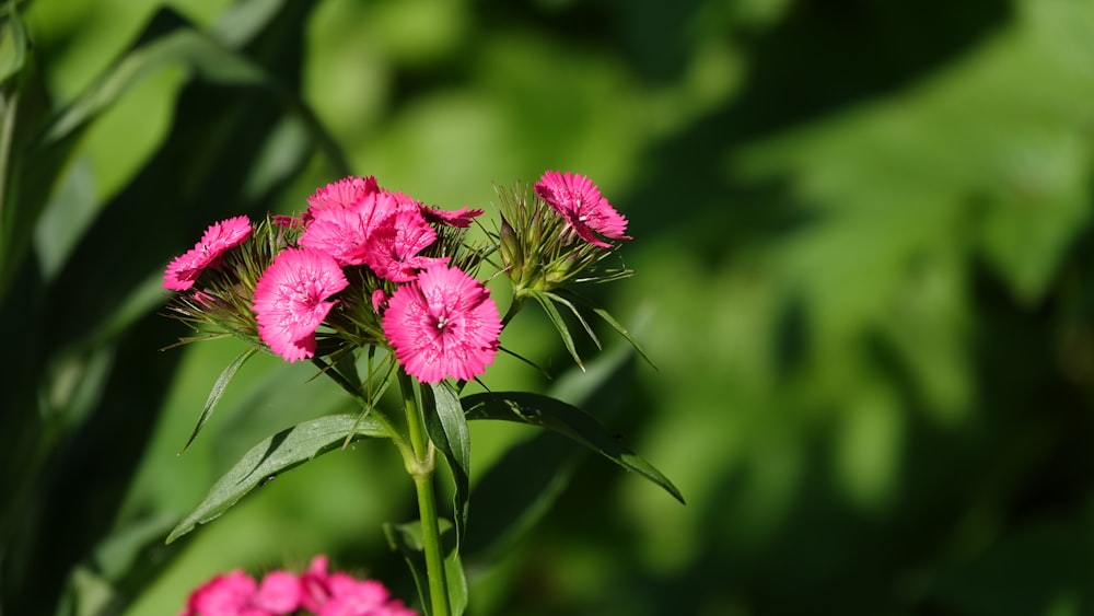 pink flower in tilt shift lens