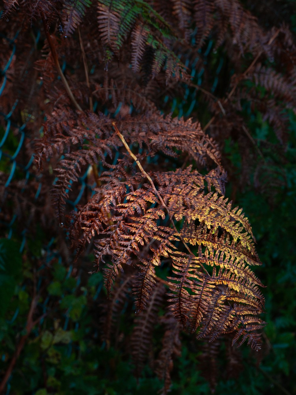 brown and green plant during daytime