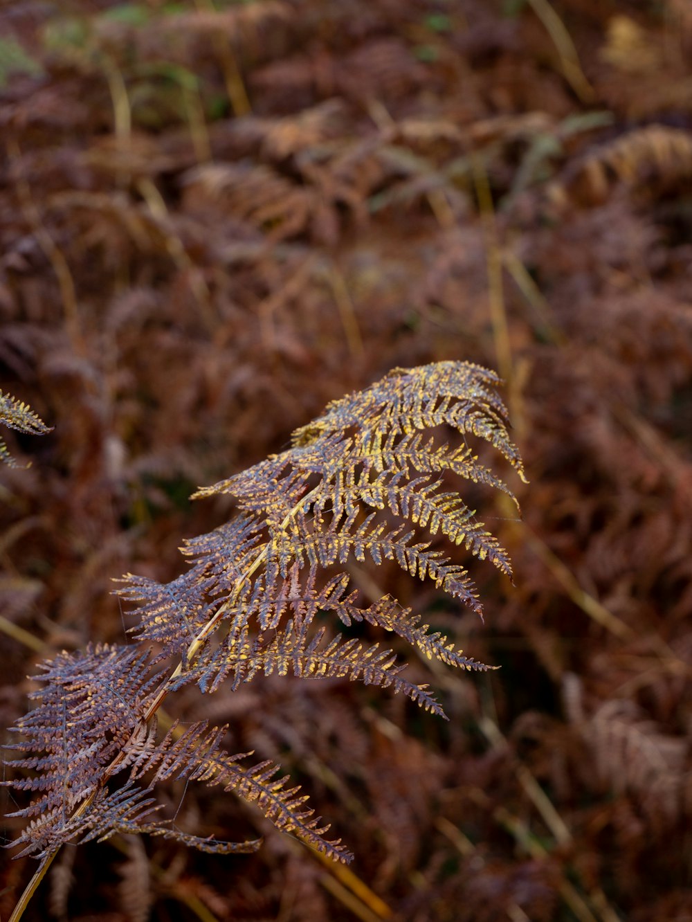 white and brown plant in close up photography