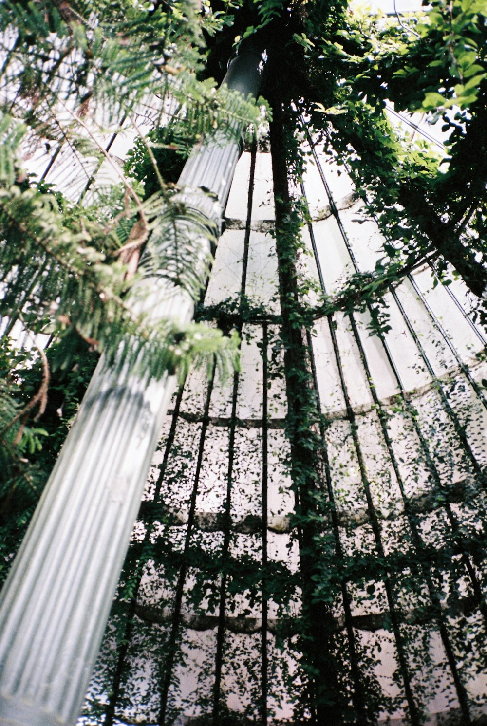 low angle photography of green trees