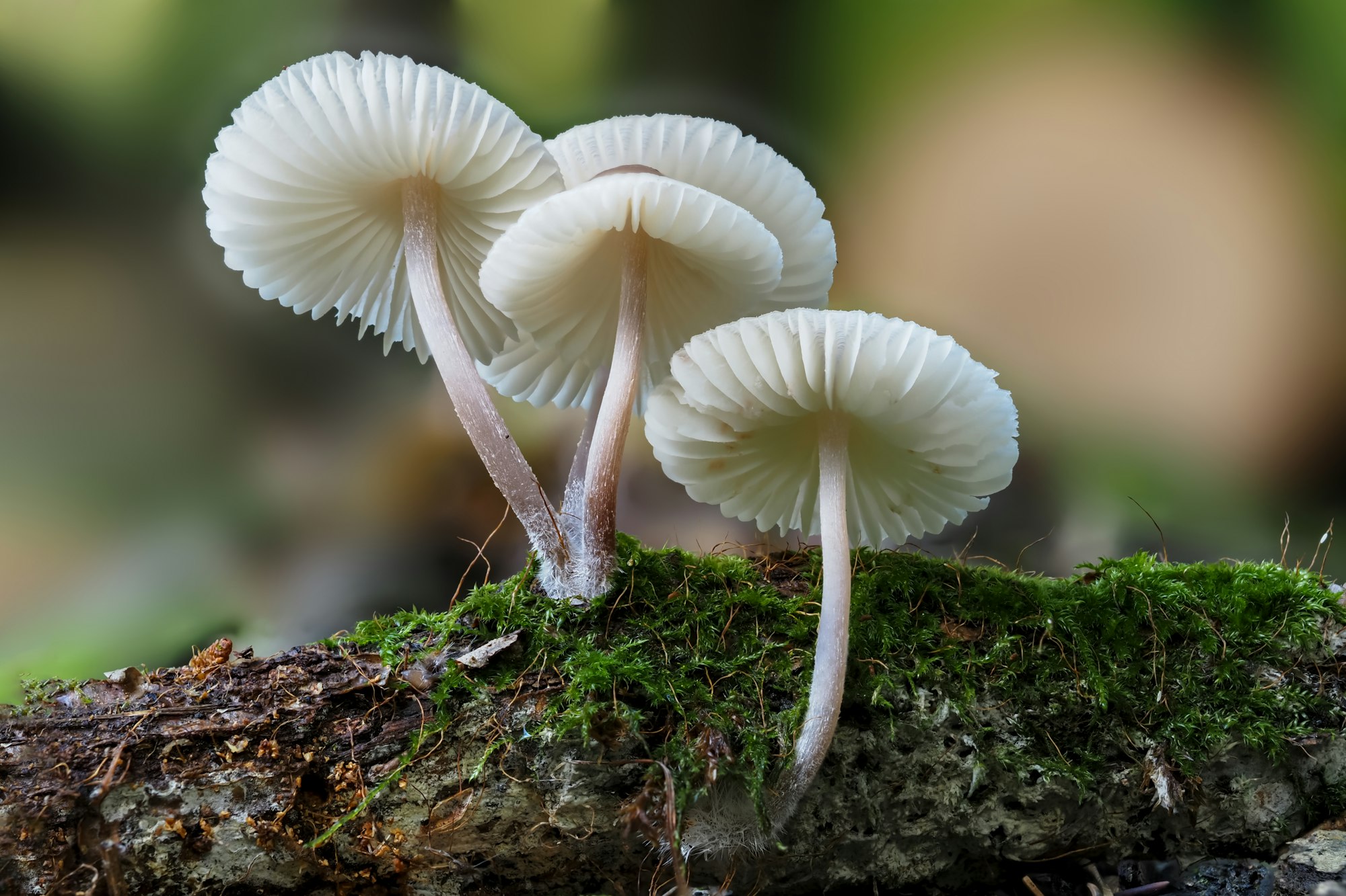 How mushrooms can produce bioluminescence to attract insects to spread their spore