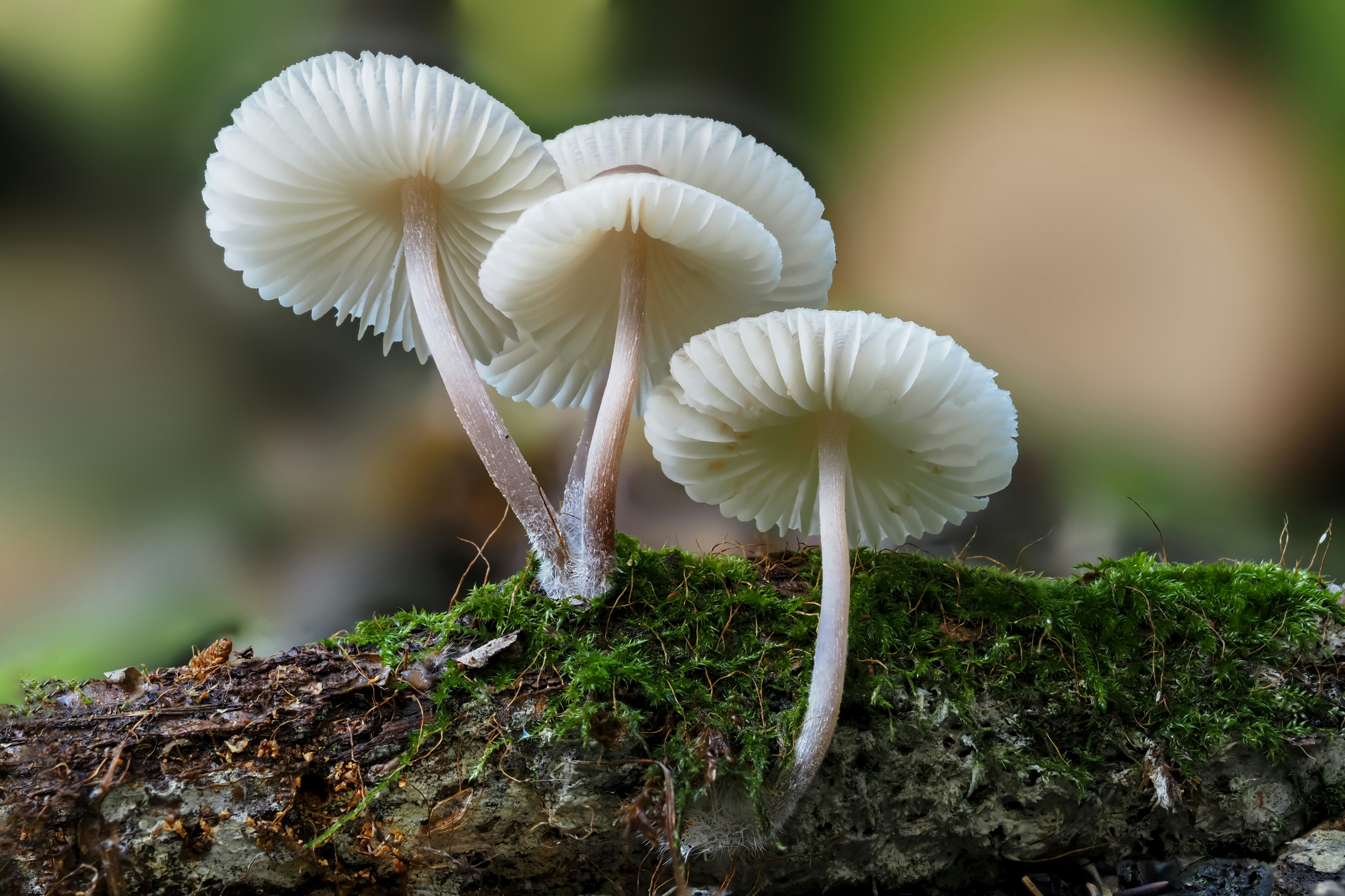 white mushroom in tilt shift lens