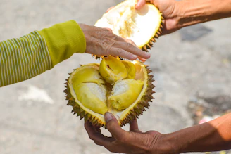 Family members inspecting durian trees, embodying tradition.