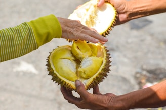 A pair of hands hold a durian fruit, which is split open to reveal its yellow, fleshy interior. One hand wears a green and white striped sleeve, while the other hand is bare. The background is an outdoor setting with a grayish surface.