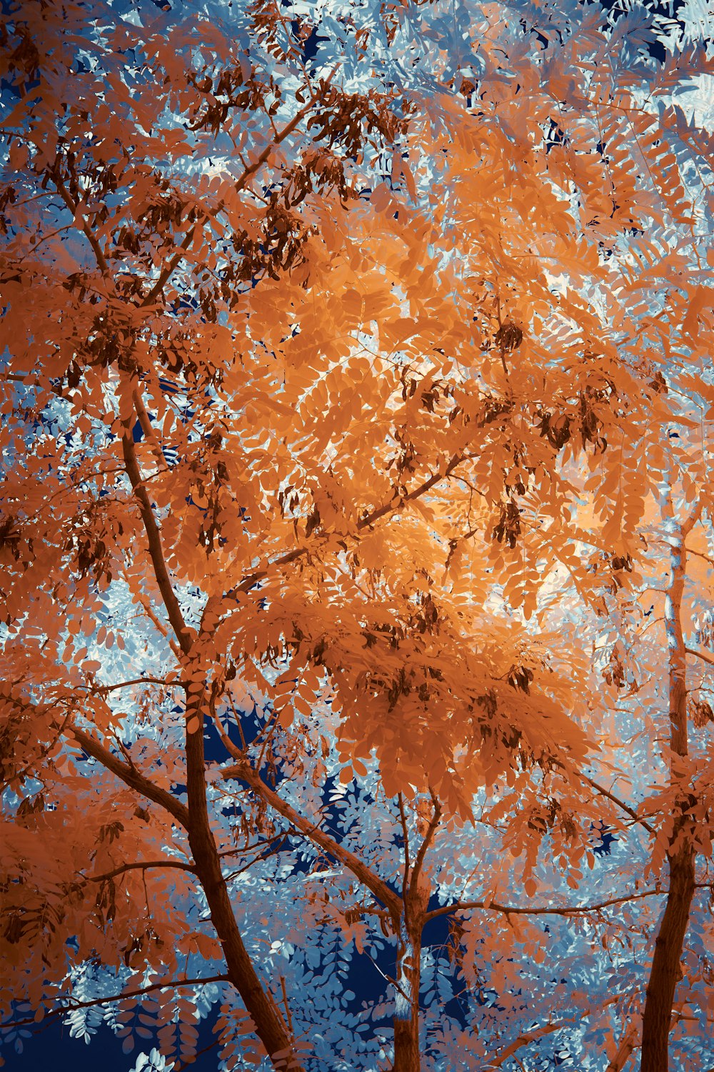 brown leaves on tree during daytime