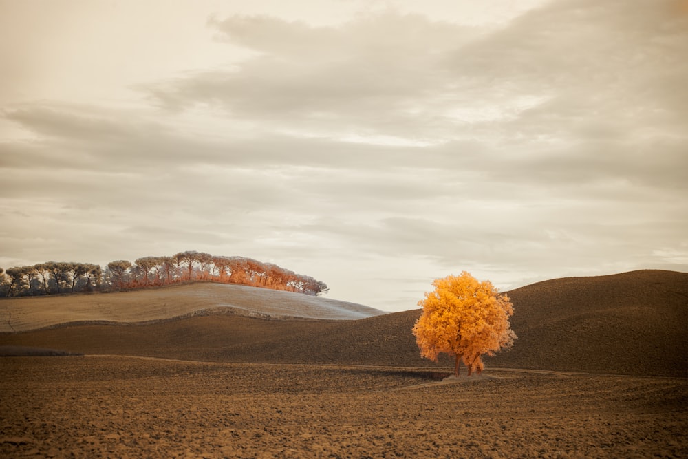 yellow tree on brown field under gray sky
