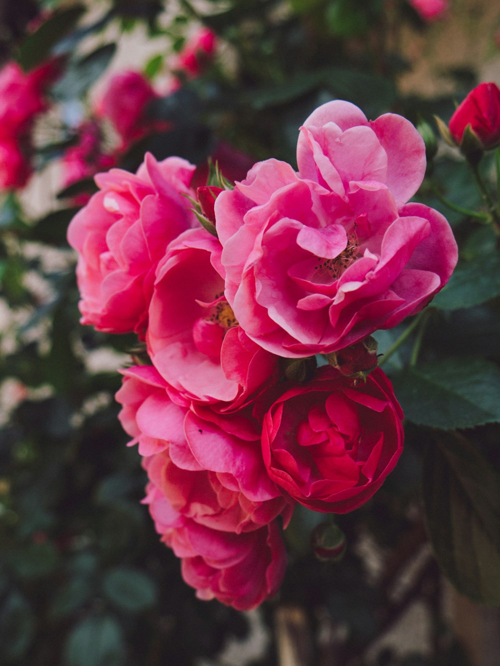 pink flower in tilt shift lens