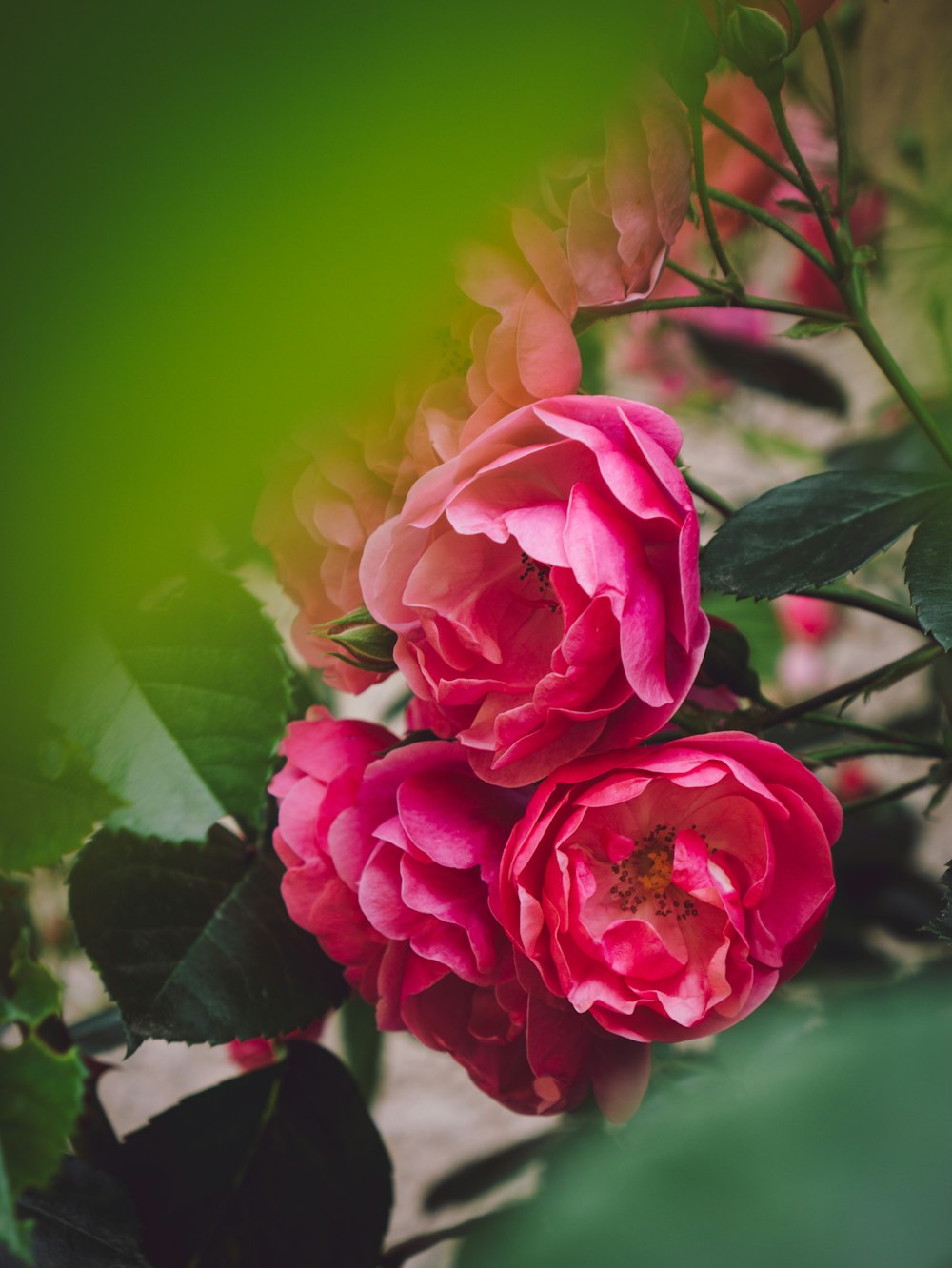 pink rose in bloom during daytime