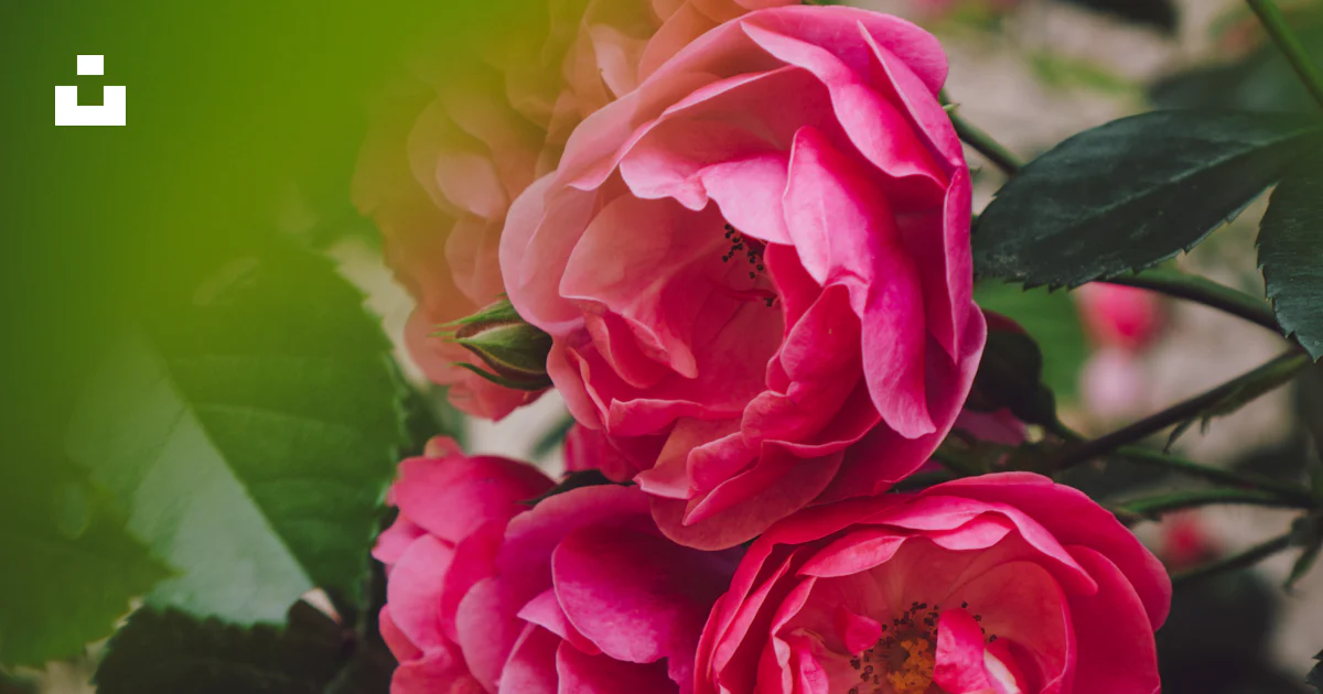 Rosa rosada en flor durante el día foto – Imagen de Flor gratuita en ...