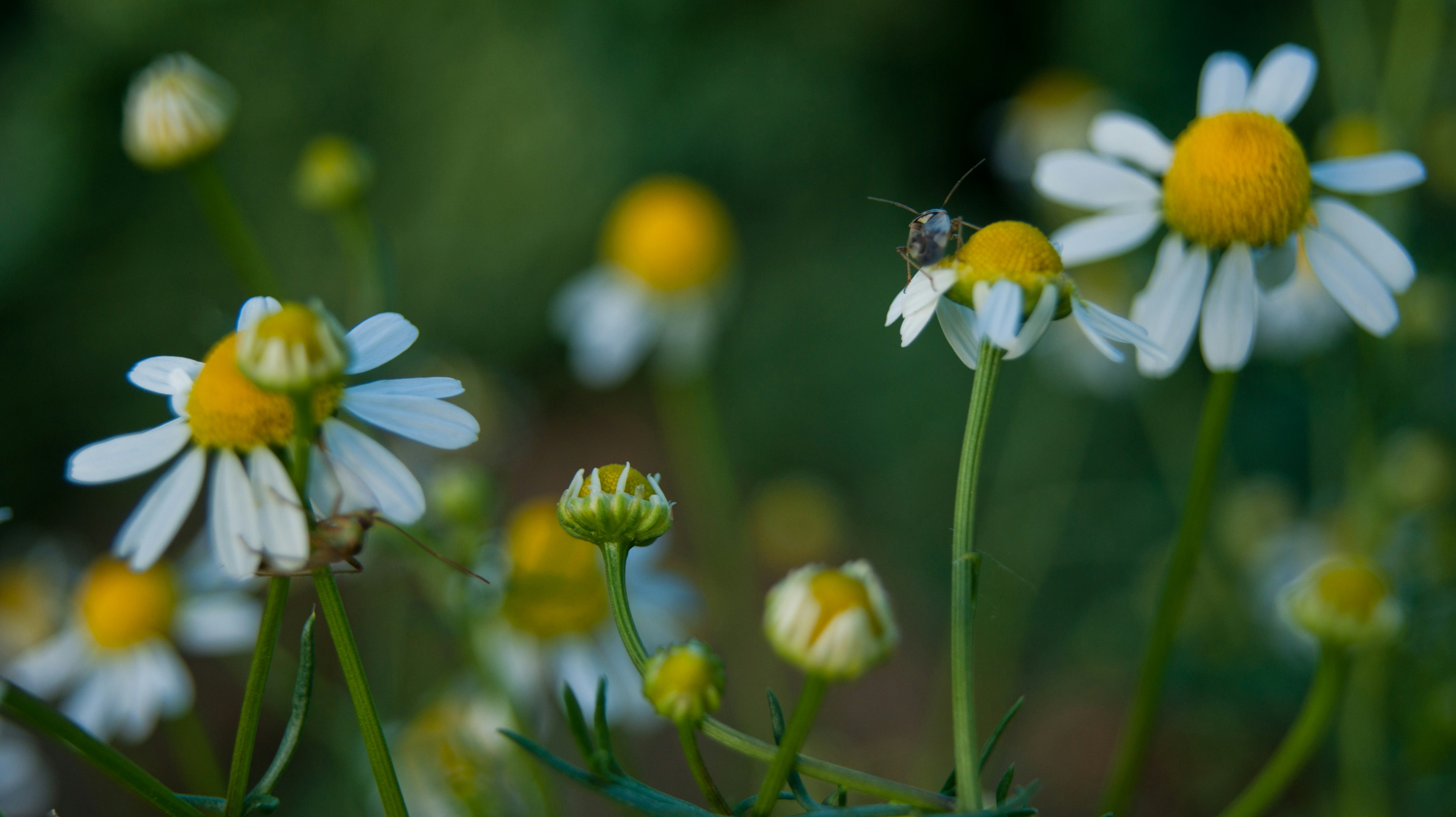 white and yellow flower in tilt shift lens