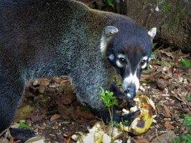 A coati with a dark brown and gray fur coat appears focused as it is eating a piece of fruit, possibly a banana, in a forested area. The ground is covered with fallen leaves and some small plants.