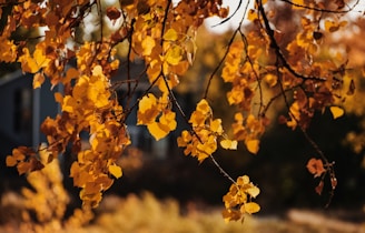 yellow leaves on brown tree branch during daytime
