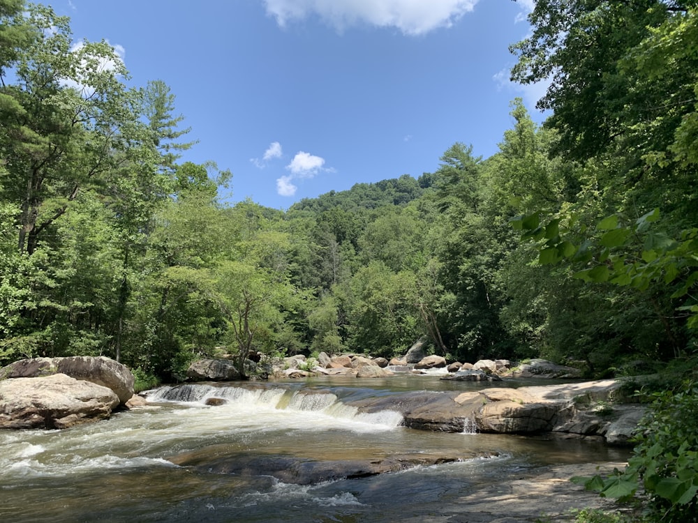 green trees beside river during daytime