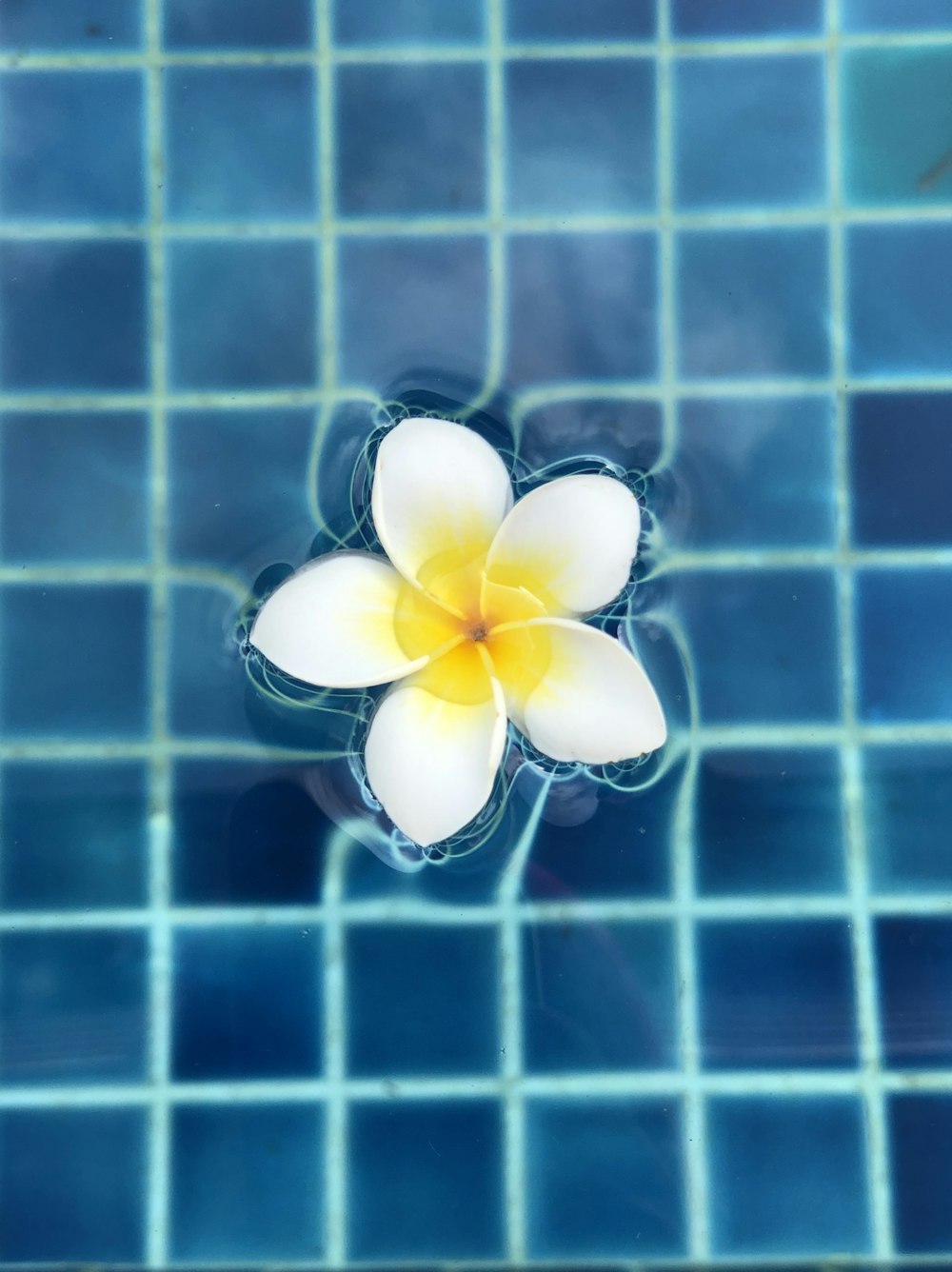 white and yellow flower on blue and white checkered textile