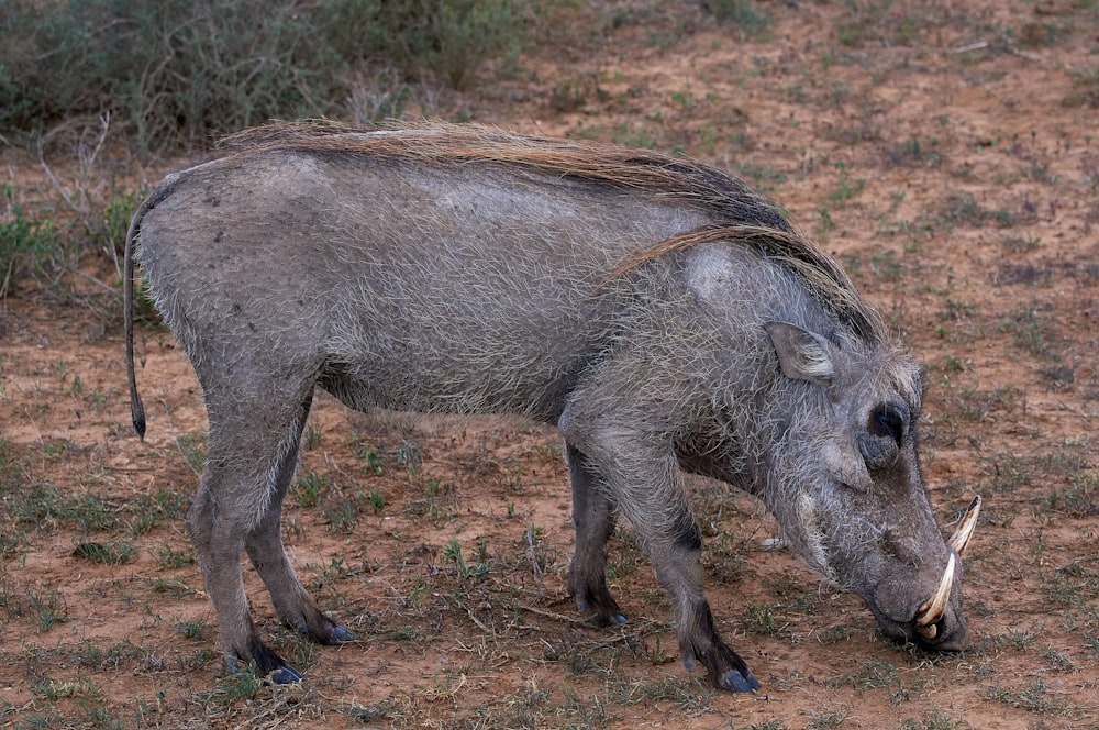 black animal on brown grass field during daytime