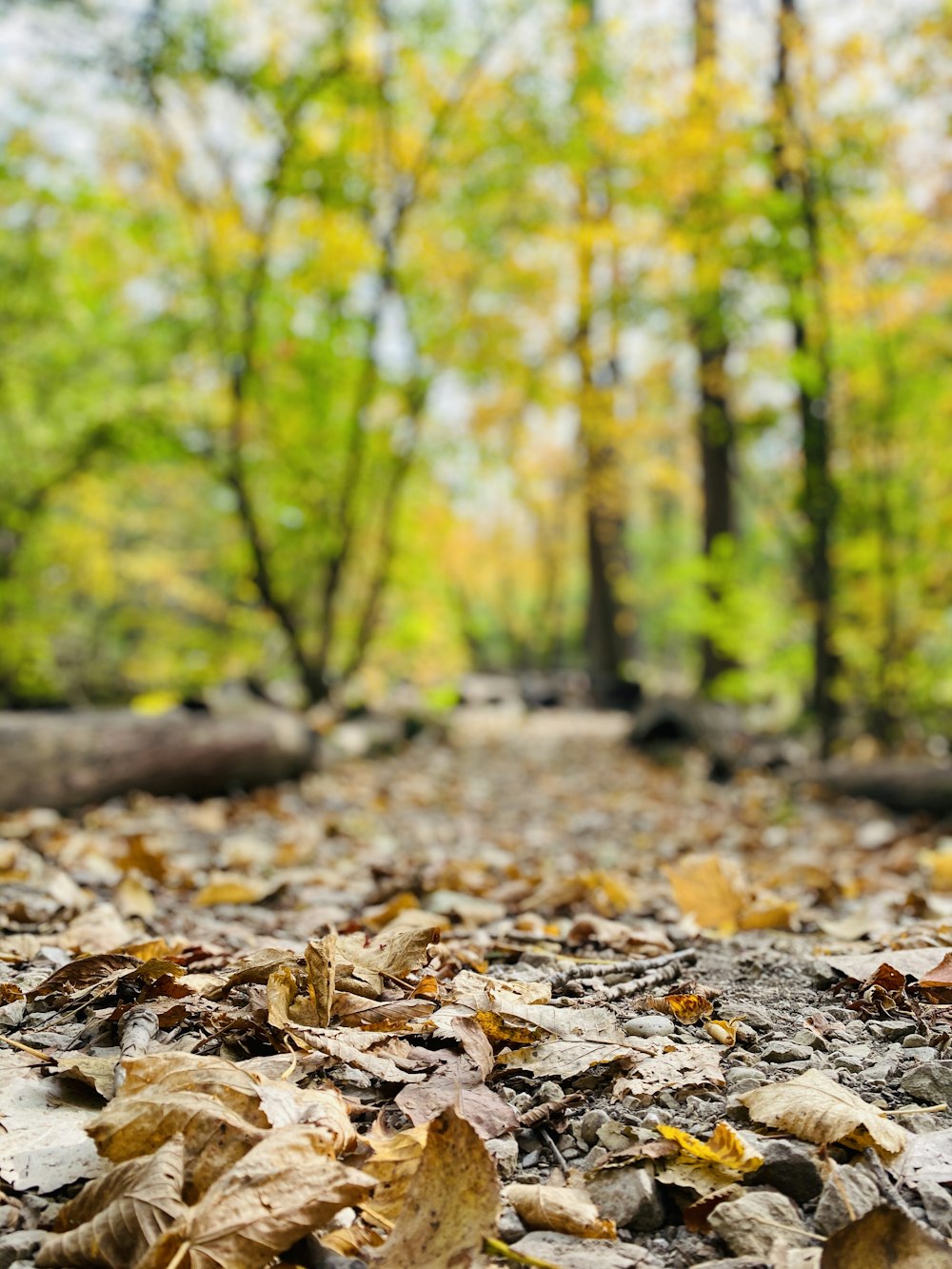 brown dried leaves on ground during daytime