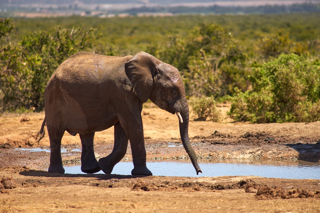 elephant walking on dirt road during daytime