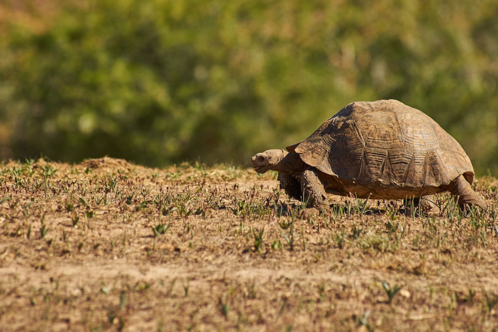 Tortuga marrón en hierba marrón durante el día