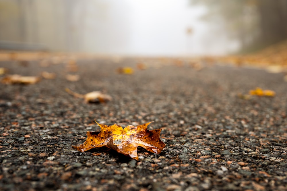 brown dried leaf on black soil