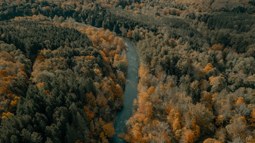 aerial view of green trees and river