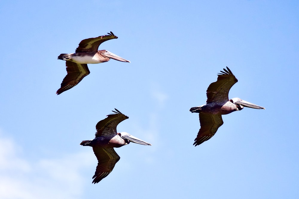three birds flying during daytime