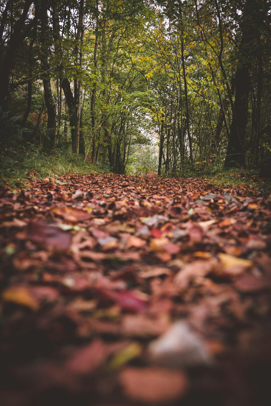 brown dried leaves on ground