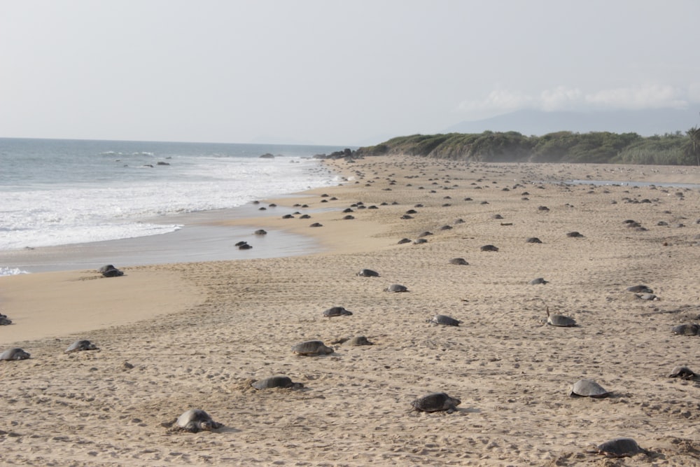 brauner Sand in der Nähe von Gewässern tagsüber