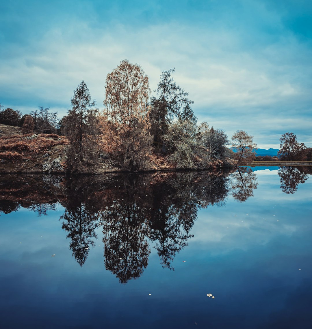 brown trees beside body of water under blue sky during daytime