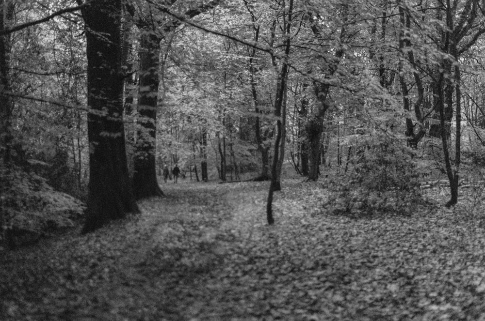 grayscale photo of trees in forest