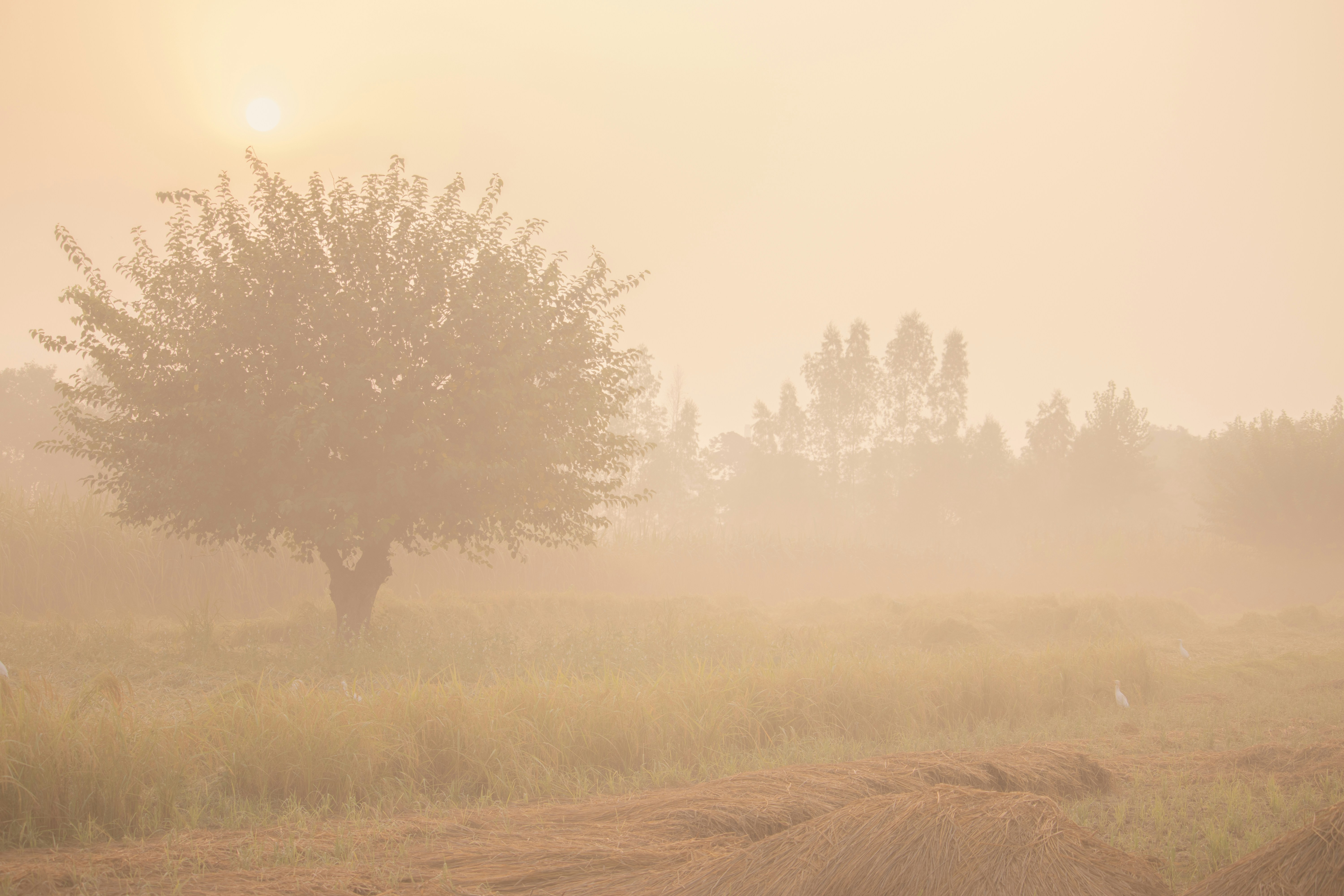 Photo by zs_photography_s