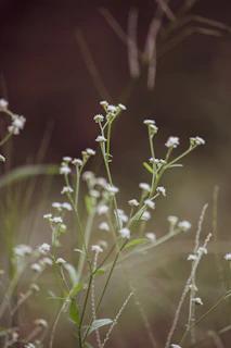 Delicate wildflowers intertwined with fresh herbs, evoking a sense of calm and balance.