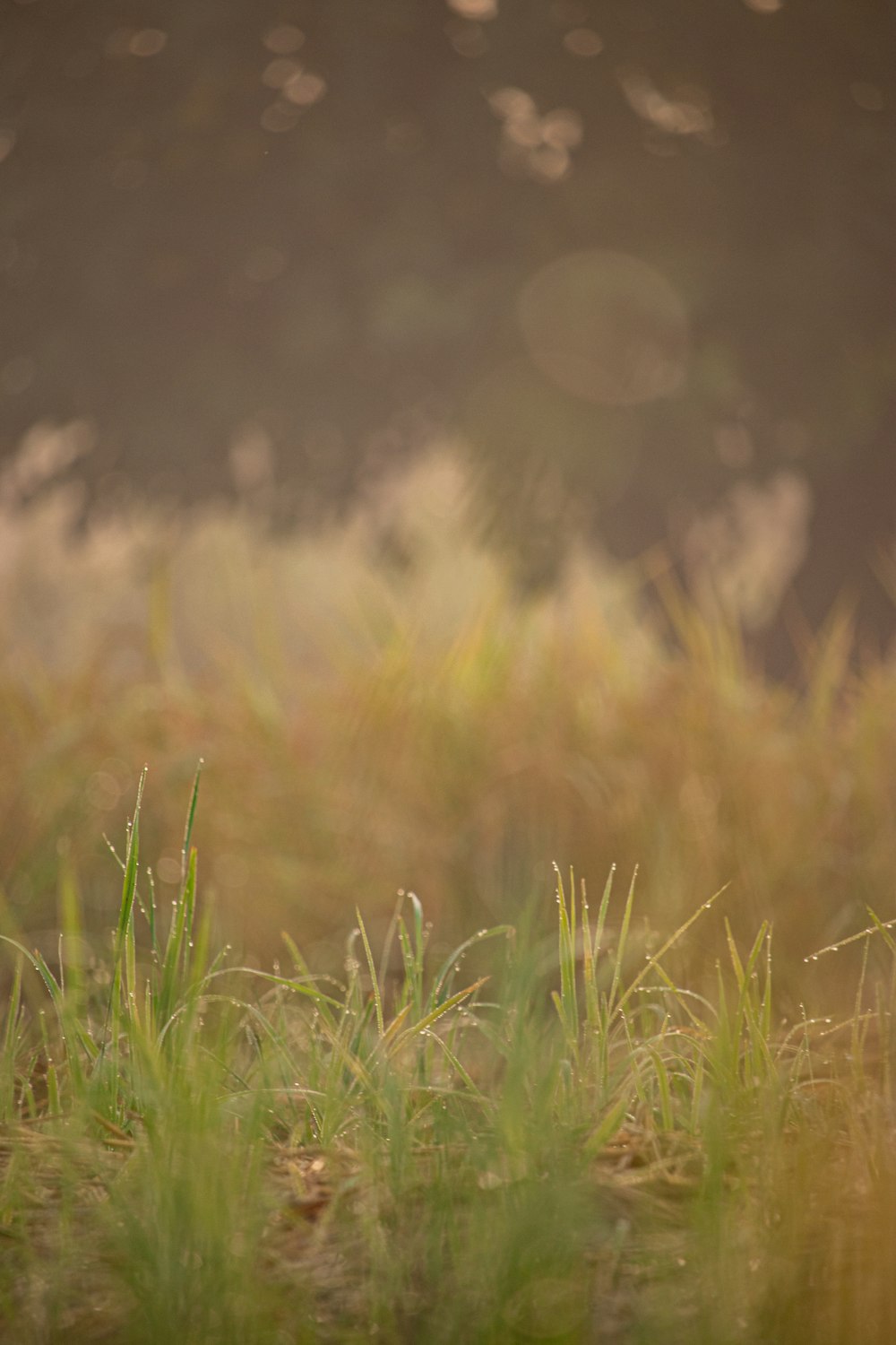 green grass field during daytime