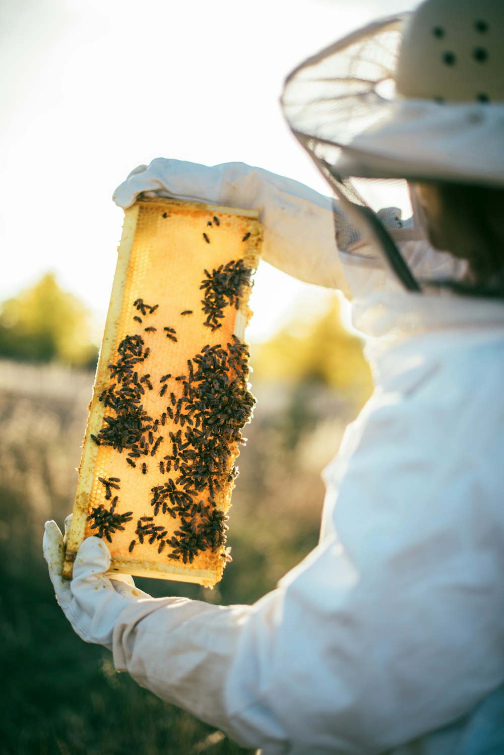 白い布地に茶色と黒の蜂