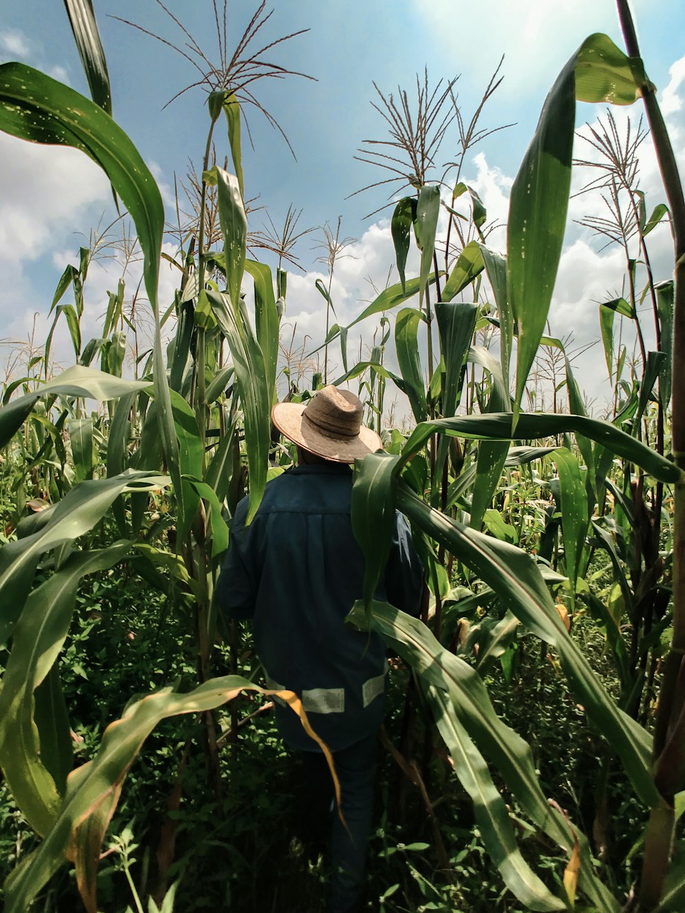 茶色の帽子をかぶった青い長袖シャツを着た女性が、昼間のトウモロコシ畑に立っている