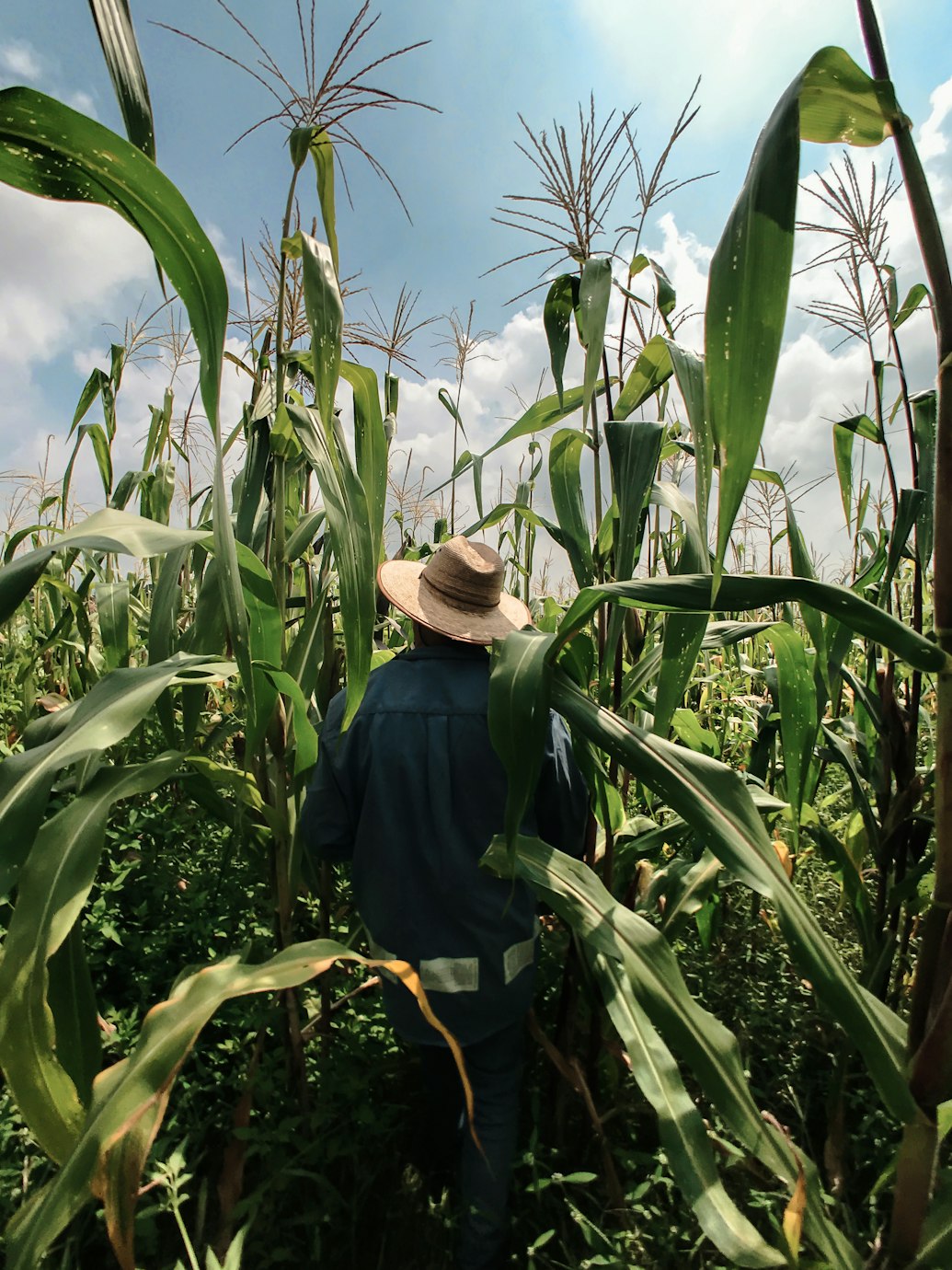 Image of a farmer in a field of maize.
