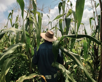 woman in blue long sleeve shirt wearing brown hat standing in corn field during daytime