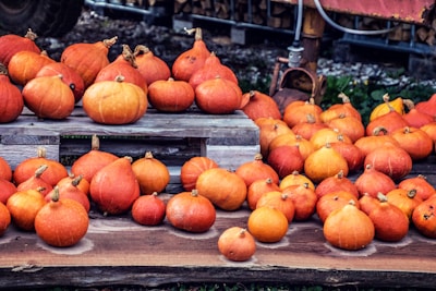 A collection of various sizes of orange pumpkins is displayed on wooden pallets and the ground. The pumpkins exhibit a range of shapes from round to more elongated forms. Some of them have short stems, while others have longer, curved ones. The background includes some greenery and a few metallic structures.